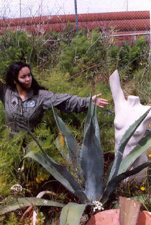 copyright Pam Mendelsohn